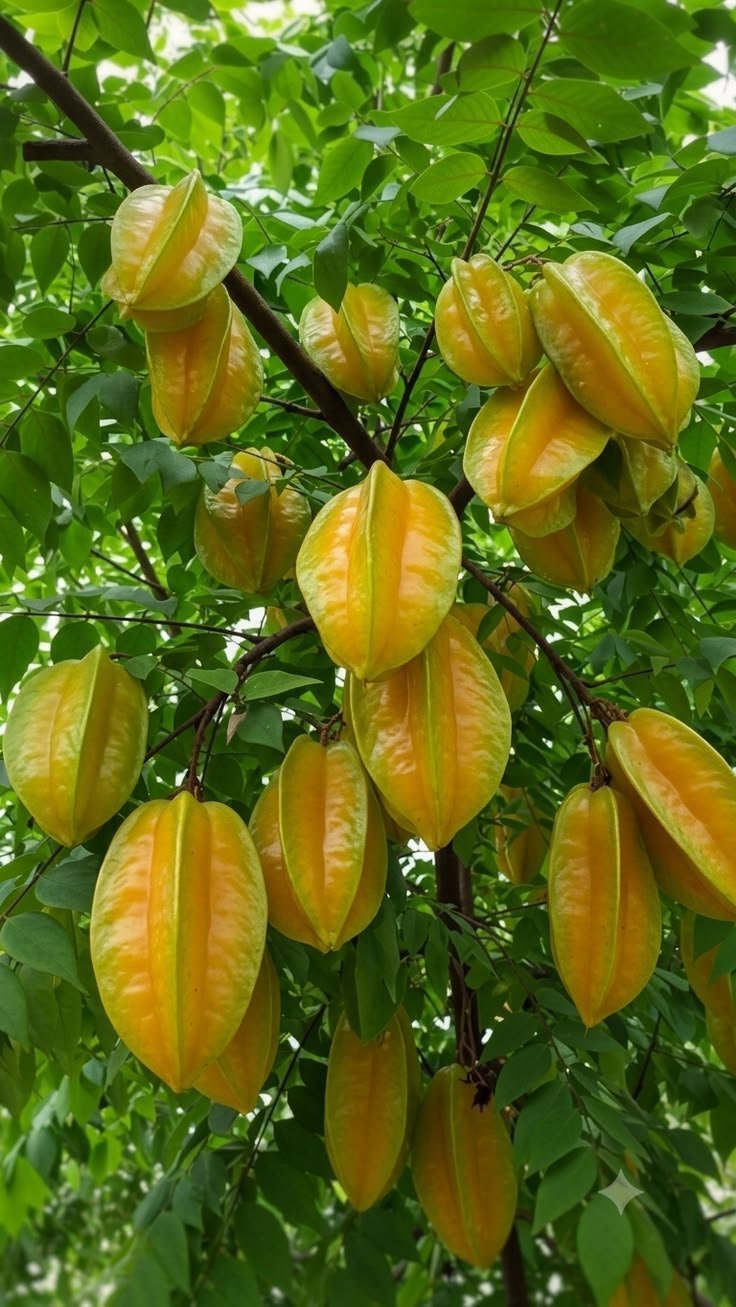 Fruit Plants